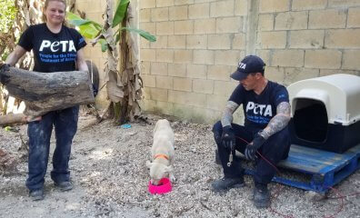 From the Streets to a Safe Shelter: Here’s How PETA Latino and Local Partners Helped Matilda and Other Dogs and Cats in Cancún