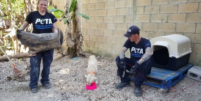 dog in Cancun eating out of a new food bowl provided by peta fieldworkers