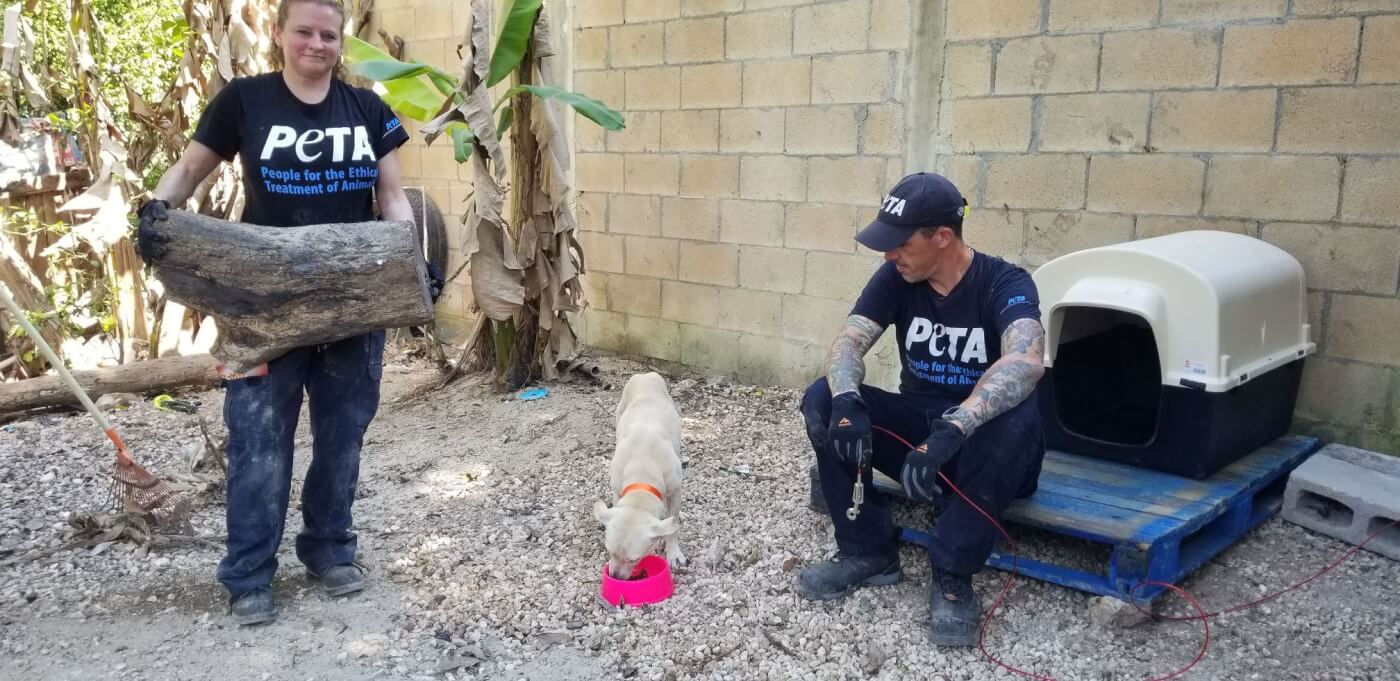 dog eating out of a new food bowl provided by peta fieldworkers