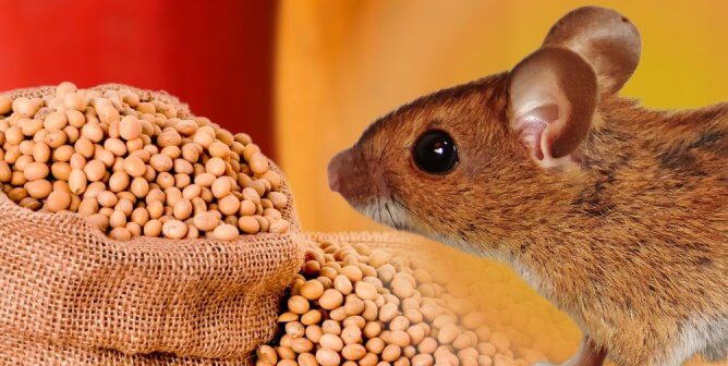 A big bag of soybeans and a brown mouse with a red and orange background
