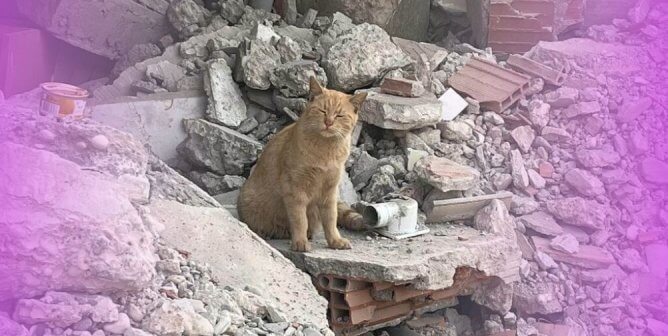 Animals Still Desperate in Syria and Turkey Months After the Earthquakes