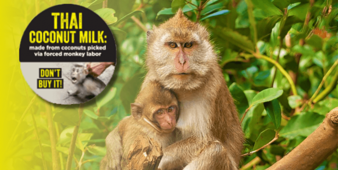 Order Free Peel-Off Stickers to Help Monkeys