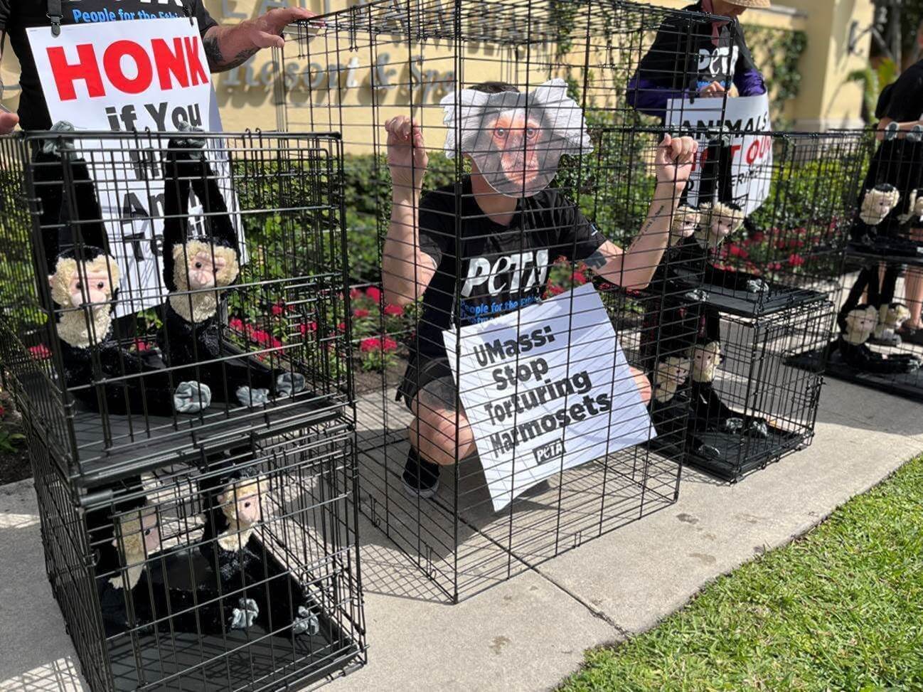 PETA supporters in marmoset monkey masks and stuffed monkeys in cages greeted resort guests and alumni attendees at two UMass speaking events hosted at Florida resorts