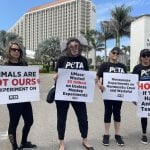 PETA supporters in marmoset monkey masks and stuffed monkeys in cages greeted resort guests and alumni attendees at two UMass speaking events hosted at Florida resorts