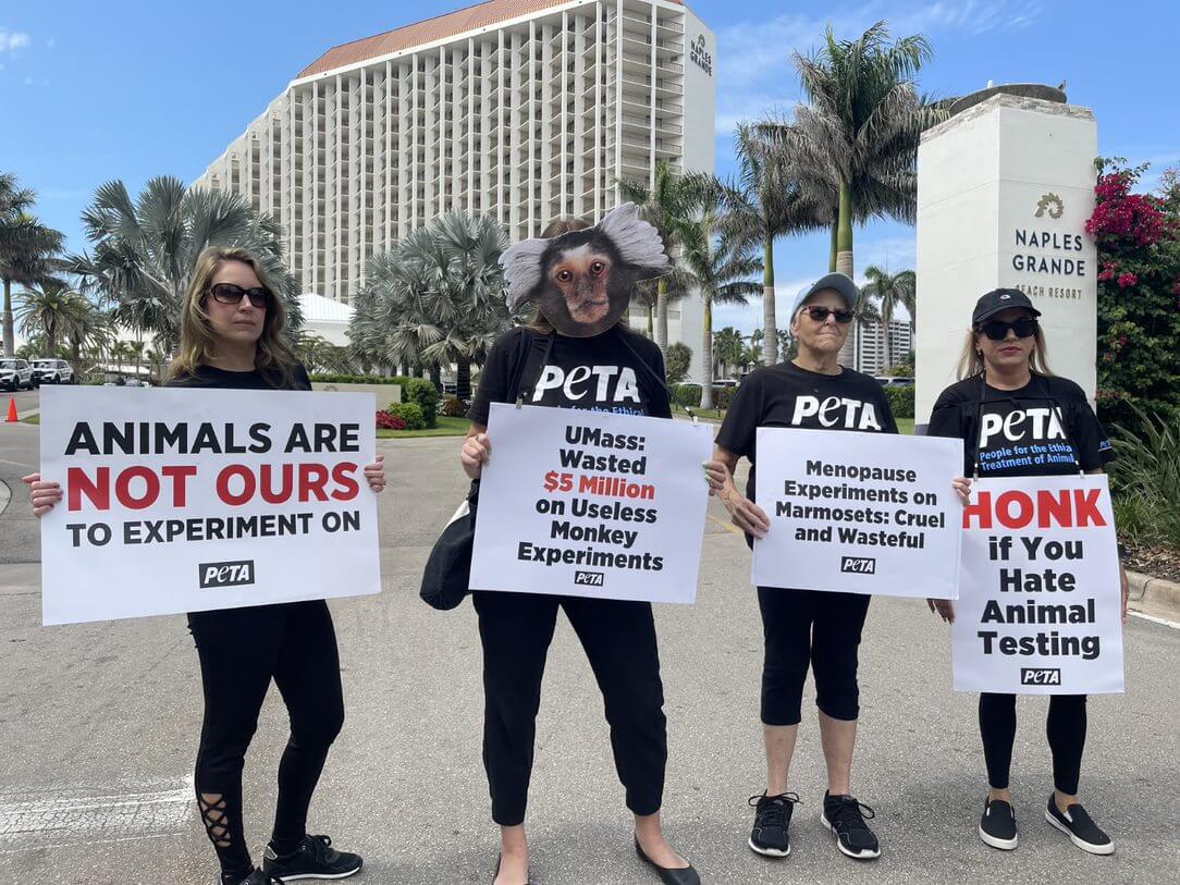 PETA supporters in marmoset monkey masks and stuffed monkeys in cages greeted resort guests and alumni attendees at two UMass speaking events hosted at Florida resorts