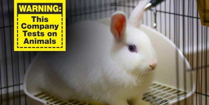 A white rabbit sitting inside a cage