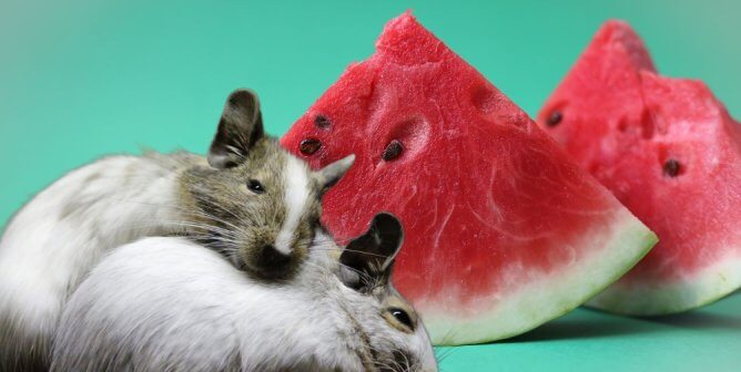Campaign Updates: USDA ‘Tax’ on Farmers Funds Cruel Tests