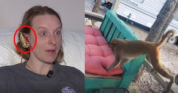 ‘Pet’ Monkey Shot in Oklahoma; ‘Pet’ Zebra Killed in Ohio | Blog