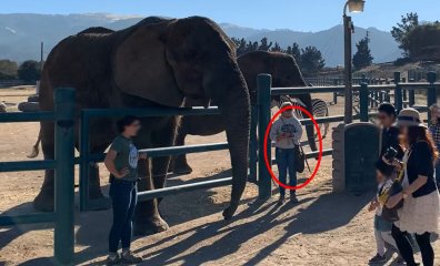 Challenge of Monterey Zoo’s Alleged Violation of California’s Bullhook Ban to Proceed