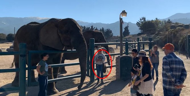 woman holding cane near elephant at Monterey Zoo