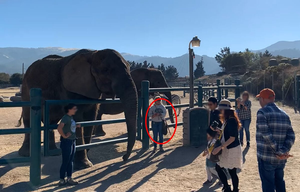 몬테레이 동물원에서 코끼리 근처에 지팡이를 들고 있는 여자