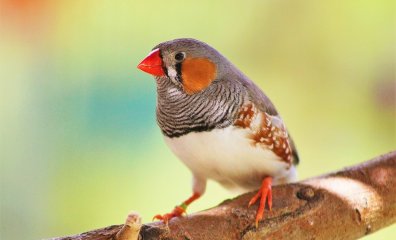 See What PETA Did to Shut Down a Horrific Swiss Experiment on Birds