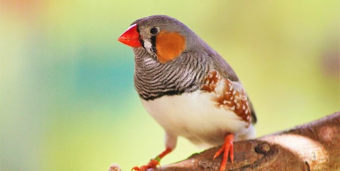 See What PETA Did to Shut Down a Horrific Swiss Experiment on Birds