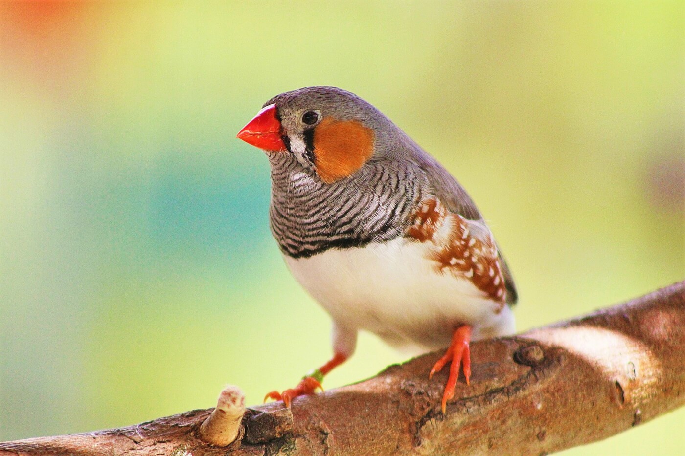 zebra finch colorful background You Won’t Believe What This Swiss Experimenter Wanted to Do to Birds