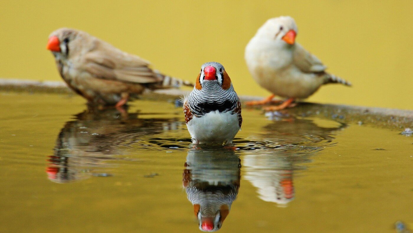 three zebra finches in a pond