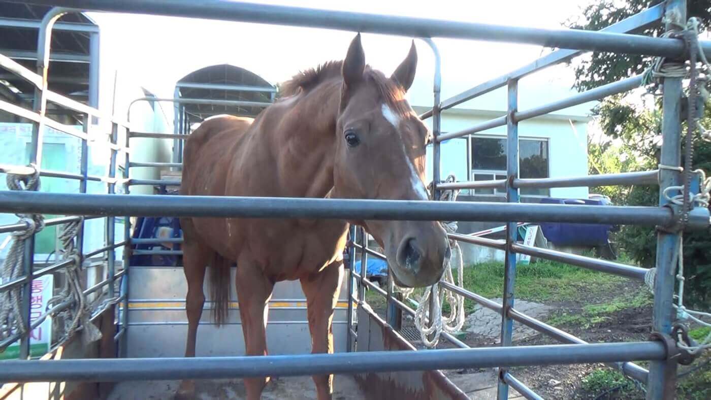 A brown horse in a trailer outside of a slaughter house.