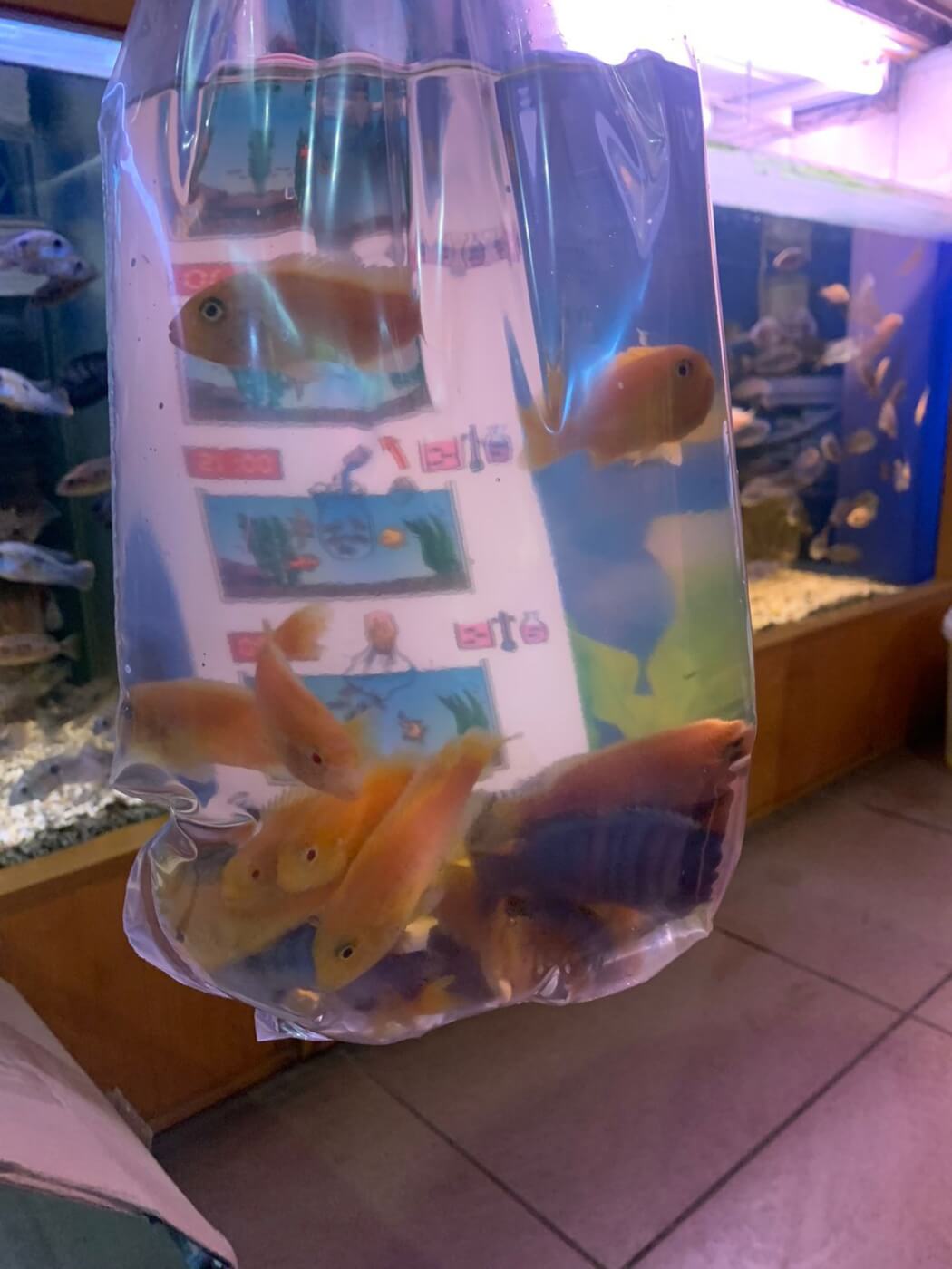 Photo of a plastic bag with several small fish packed inside
