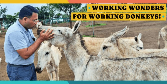 Join Us on April 27 to Learn About Our Plan to Save Donkeys
