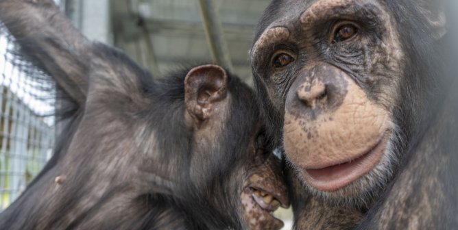 Chimpanzees Removed From Ohio Roadside Zoo After Push From PETA