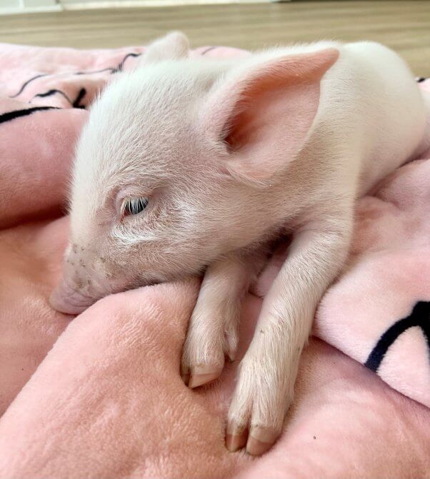 Rescue pig Babe sleeping on pink blanket