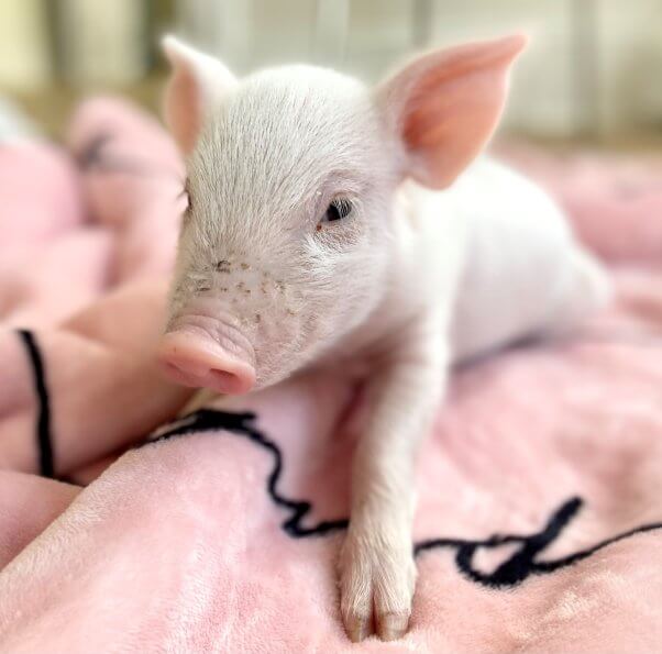 Rescue pig Babe sleeping on pink blanket