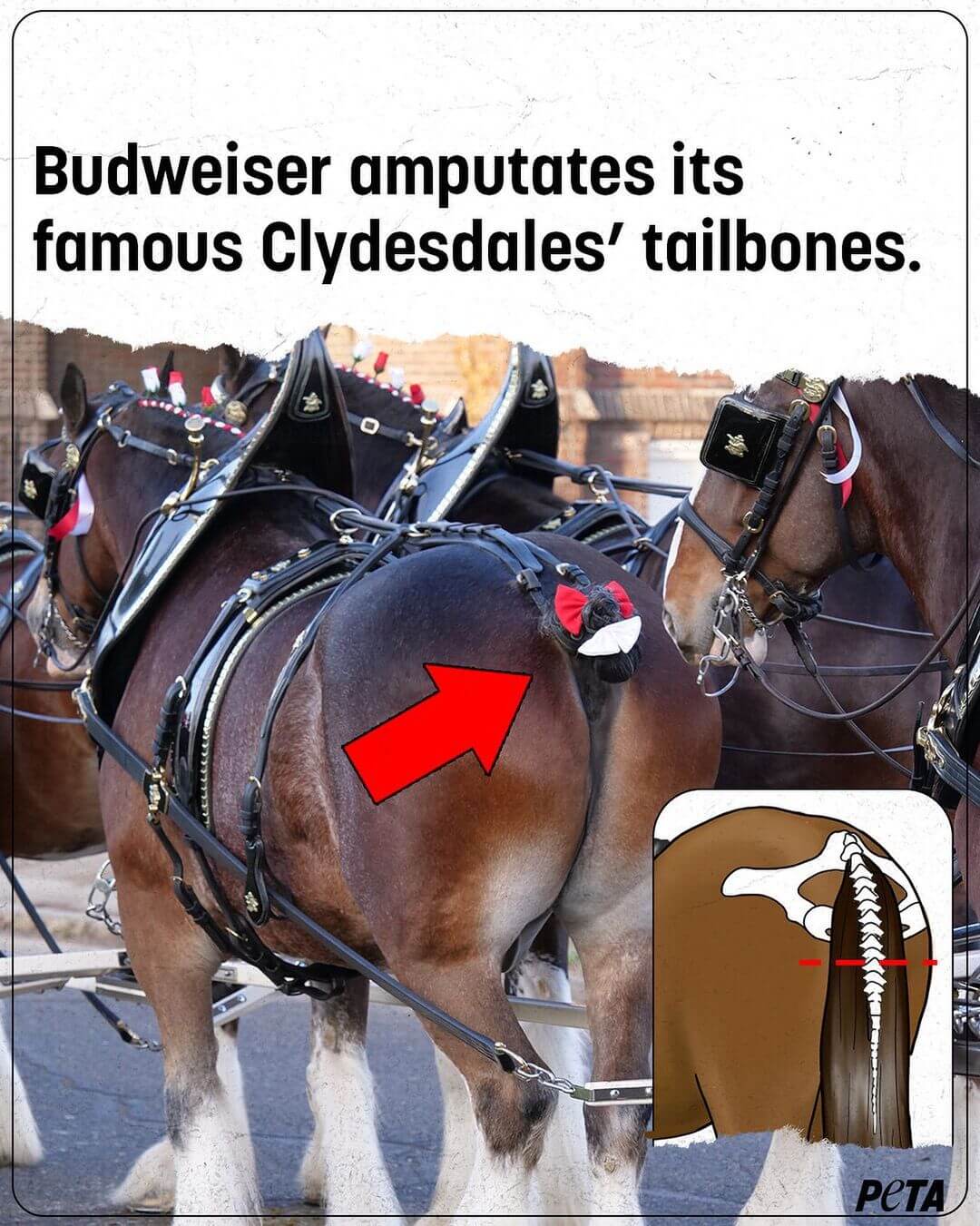 Budweiser amputates its famous Budweiser Clydesdales' tailbones.