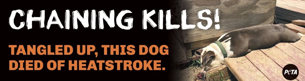 Chaining Kills! Tangled Up, This Dog Died Of Heat Stroke. (1 Dog)