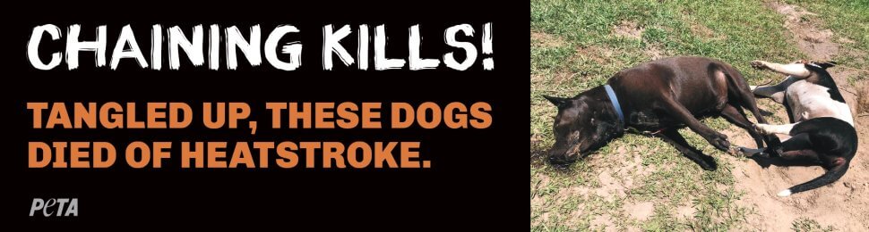 Chaining Kills! Tangled Up, These Dogs Died Of Heat Stroke. (2 Dogs)
