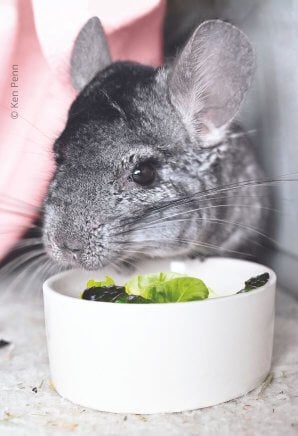 Chinchilla eating lettuce
