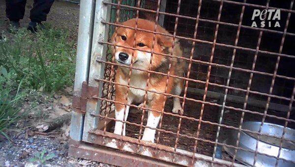 VIDEO: Watch How PETA Asia Just Exposed ‘Responsible Breeders’ Around the World