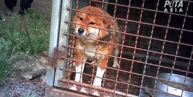 DO NOT USE YET Dog in puppy mill in South Korea