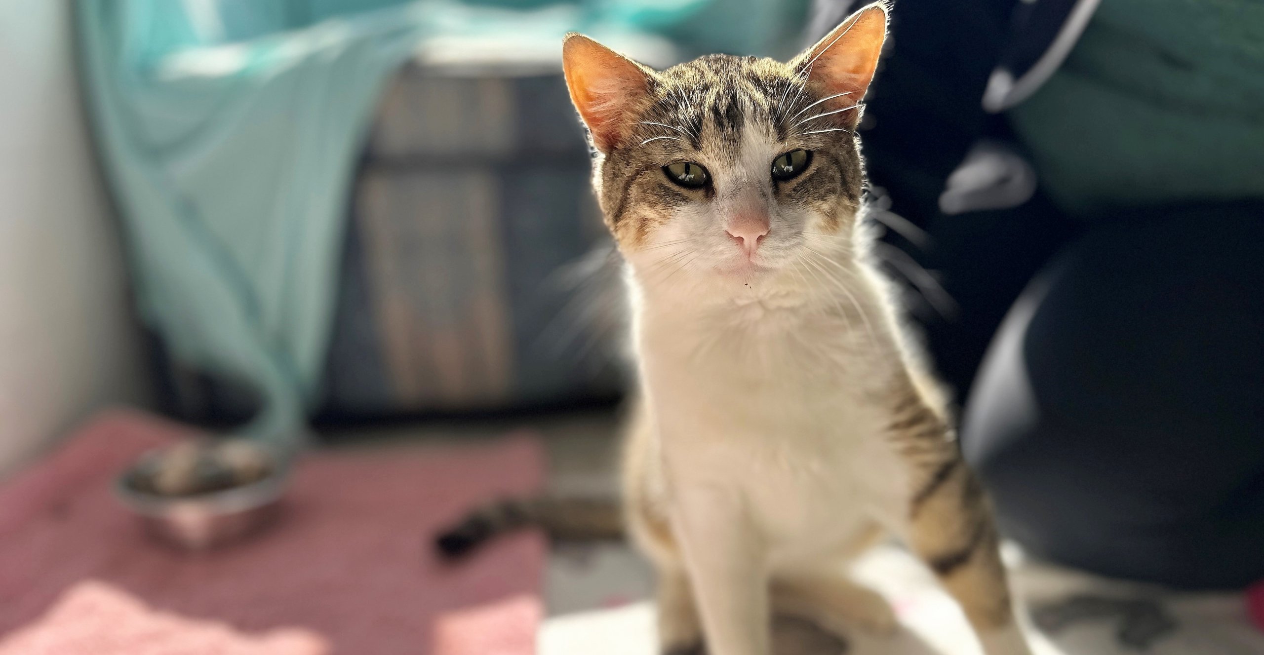 Handsome tabby rescue cat Fuego