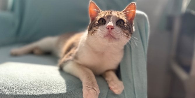 Fuego chilling on couch after PETA rescue