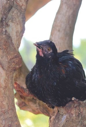 Black bird in a tree
