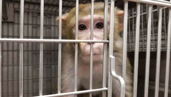 Photo of a rhesus monkey in a cage looking at the camera