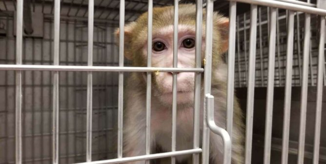 Photo of a rhesus monkey in a cage looking at the camera