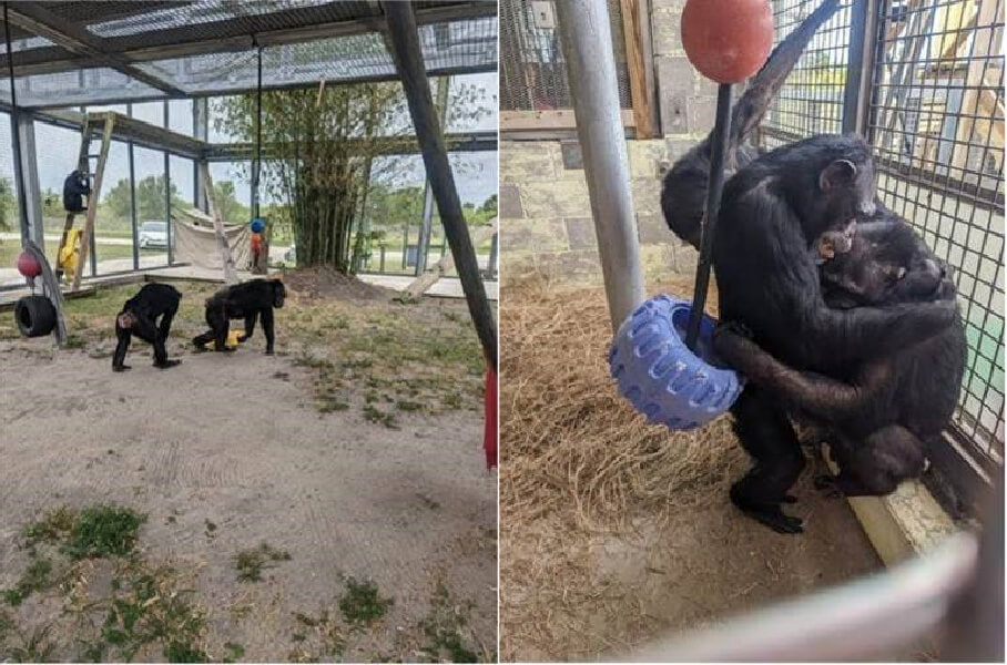 Ohio chimpanzee rescue Save the Chimps Chimpanzees Removed From Ohio Roadside Zoo
