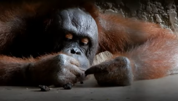 Animals Are Still Suffering at Thailand’s Pata Zoo