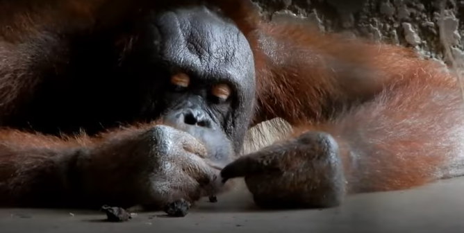 Animals Are Still Suffering at Thailand’s Pata Zoo