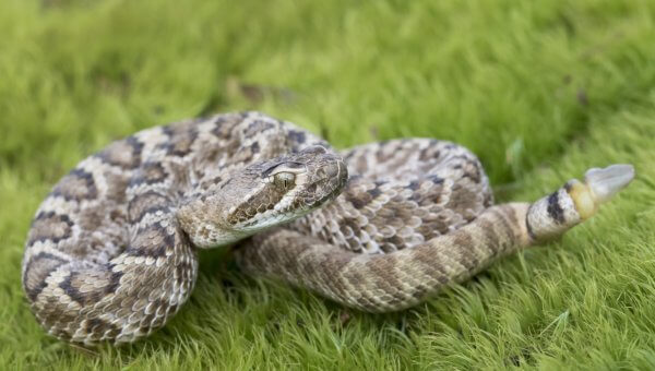 Countless Rattlesnakes Slaughtered in Cruel Events Across the Country—Speak Up!
