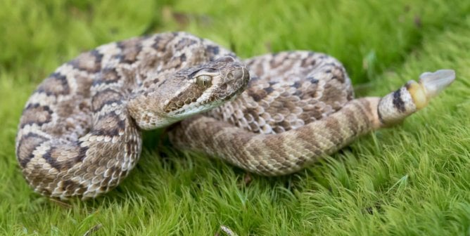 Countless Rattlesnakes Slaughtered in Cruel Events Across the Country—Speak Up!