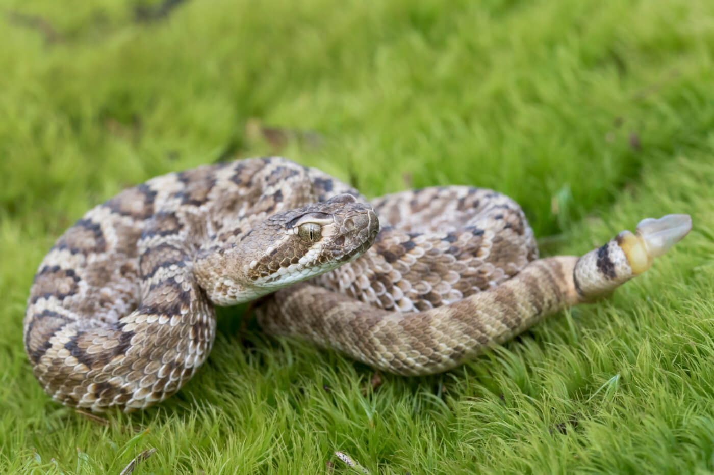Numerous Rattlesnakes Slaughtered in Merciless Occasions Around the Nation—Discuss As much as Finish Rattlesnake Roundups!