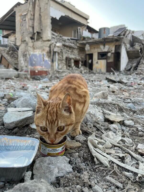 Robin the cat gets fed and rescued from rubble
