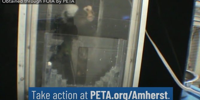 UMass’ Deadly Monkey Experiments 0:30