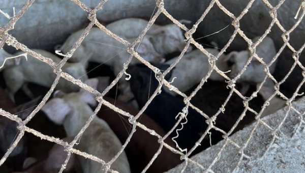 Urge Caribbean Officials to Take Action for Neglected Pigs