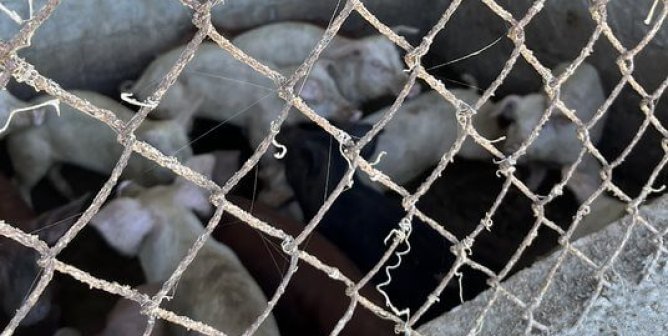 Urge Caribbean Officials to Take Action for Neglected Pigs