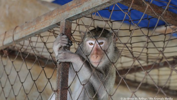 You’ll Never Believe How Many Monkeys This Trafficker Abducted in Mauritius