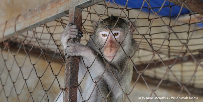 You’ll Never Believe How Many Monkeys This Trafficker Abducted in Mauritius