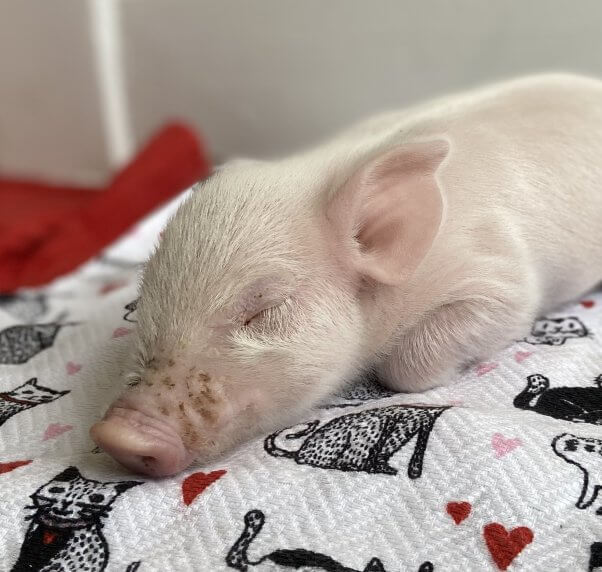 Rescue pig Babe sleeping