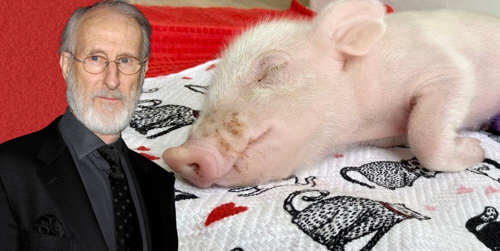 babe rescued james cromwell ‘Succession’ Star Rescues Piglet | PETA